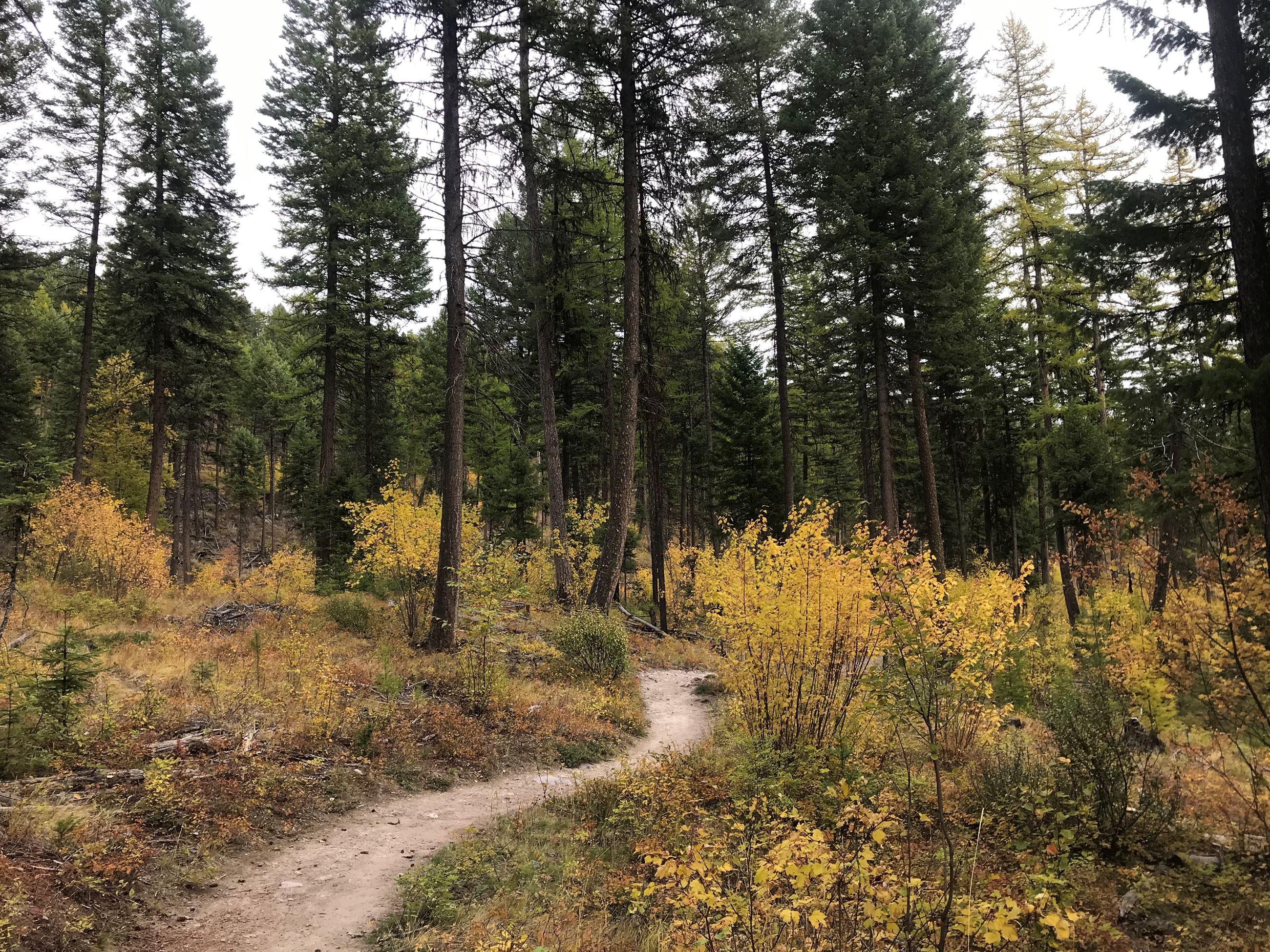 Whitefish Trail Photo