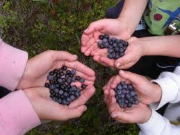 Three Sets of Hands Holding Huckleberries